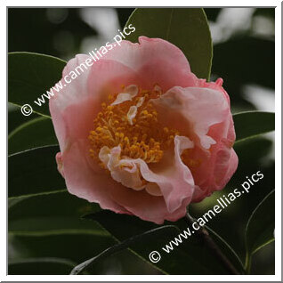 Camellia Hybride 'Miss Western Hills'