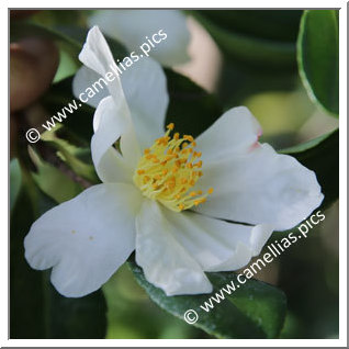 Camellia Botanique C. miyagii