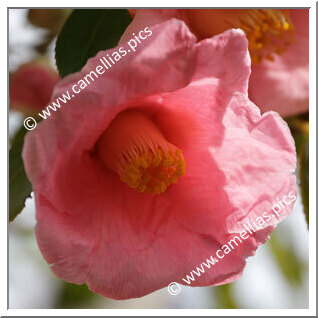 Camellia Japonica 'Miyake-fujimomo'