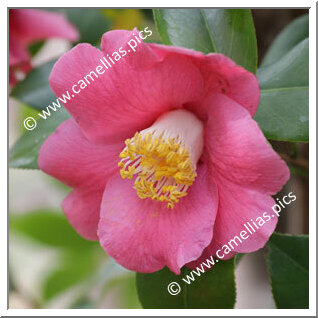 Camellia Japonica 'Miyake-murasaki'