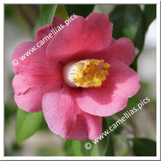 Camellia Japonica 'Miyake-murasaki'