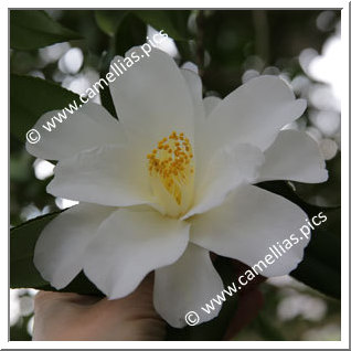 Camellia Japonica 'Miyakodori'