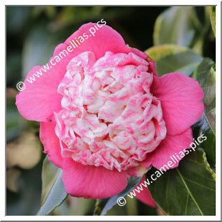 Camellia Japonica 'Momoiro-bokuhan'
