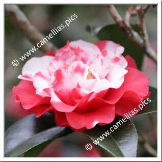 Camellia Japonica 'Monjusu'