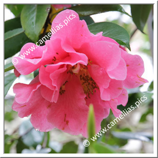 Camellia Reticulata 'Mudan Cha'