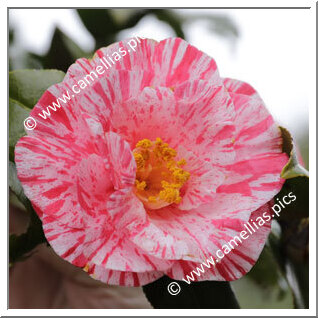 Camellia Japonica 'Murui-shibori'