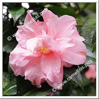 Camellia Japonica 'Nadine Eshelman'