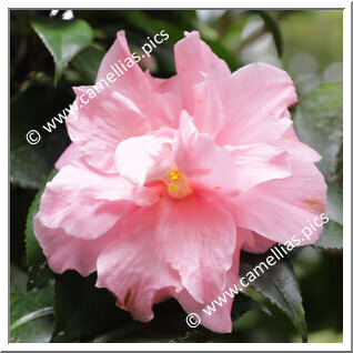 Camellia Japonica 'Nadine Eshelman'