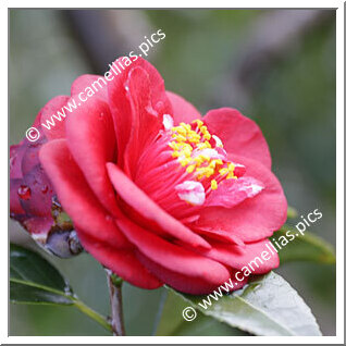 Camellia Japonica 'Nick Carter'