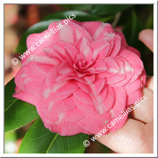 Camellias - all \'*** \' the N . 