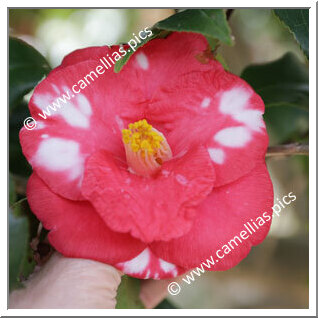 Camellia Japonica 'Nishiki-gasane'