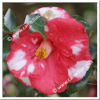 Camellia Japonica 'Nishiki-gasane'