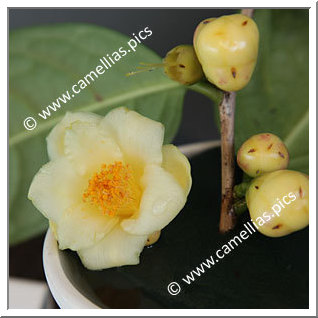 Camellia Species C. nitidissima