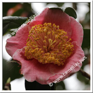 Camellia Camellia Japonica de Higo 'Ô-aso'