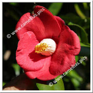 Camellias - all the ' . O . '*** | Camellias.pics