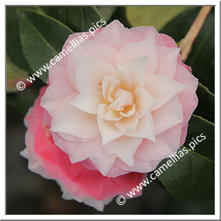Camellias - all the ' . O . '*** | Camellias.pics