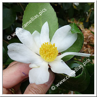 Camellia Botanique C. oleifera
