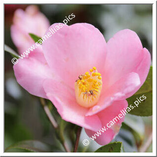 Camellia Sasanqua 'Ômigoromo'