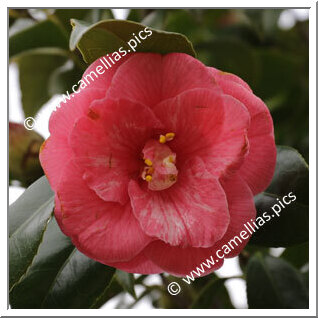 Camellia Japonica 'Omoi-no-mama'