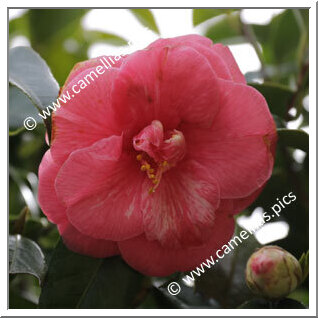 Camellia Japonica 'Omoi-no-mama'