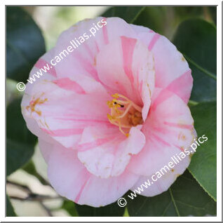 Camellia Japonica 'Ophelia'