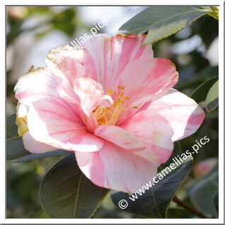 14/03/2026 - Ophelia