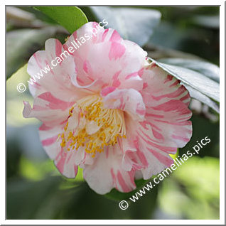 Camellia Japonica 'Otome-shibori'