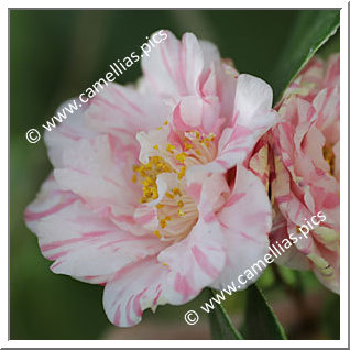 Camellia Japonica 'Otome-shibori'