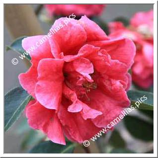 Camellia Reticulata 'Overture'