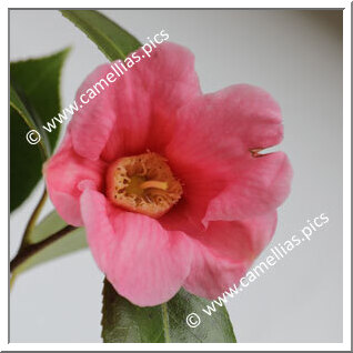 Camellia Wabisuke 'Owari-wabisuke'