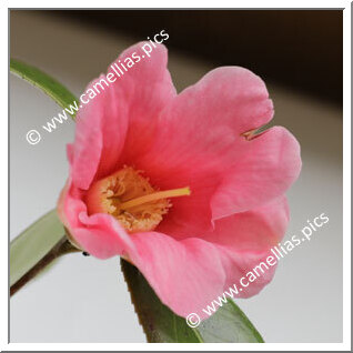 Camellia Wabisuke 'Owari-wabisuke'