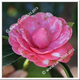 Camellia Japonica 'Pallade Maculata'