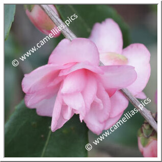 Camellia Hybride 'Pam's Kerridancer'