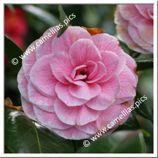 Camellia Japonica 'Madame P. de Pannemaeker'