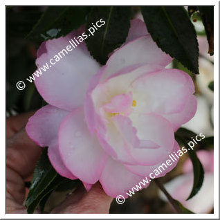 Camellia Sasanqua 'Paradise Sayaka'
