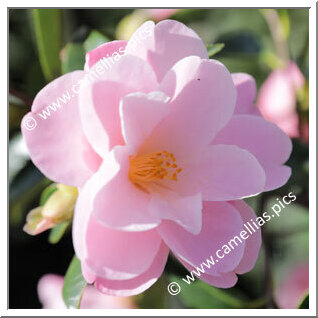 Camellia Hybride 'Pearly Cascade'