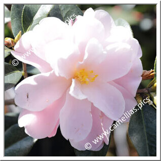 Camellia Hybride 'Pearly Cascade'