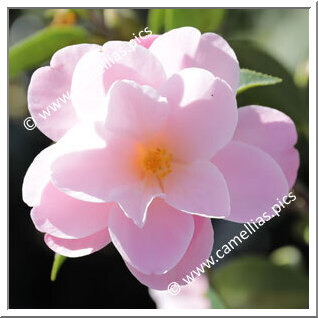 Camellia Hybride 'Pearly Cascade'