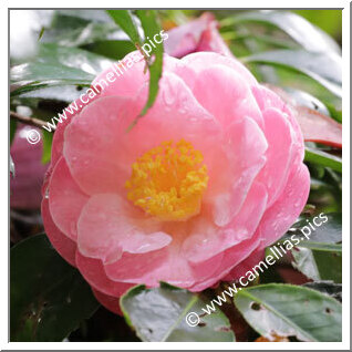 Camellia Hybride 'Peggy Burton'