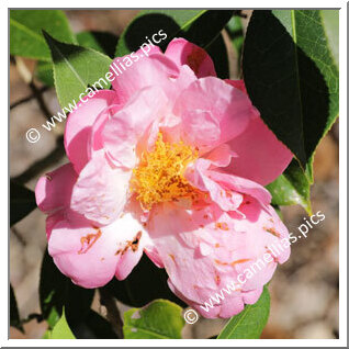 Camellia Hybrid 'Phyl Doak'