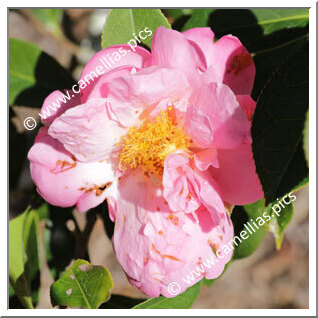 Camellia Hybrid 'Phyl Doak'