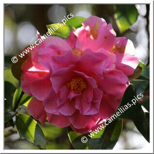 Camellia Hybride 'Pink Cameo'
