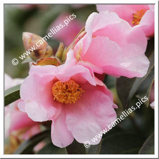 Camellia Species C. pitardii