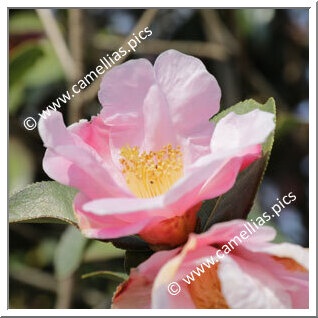 Camellia Species C. pitardii