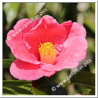 Camellia Botanique C. polyodonta