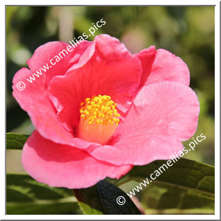 Camellia Species C. polyodonta