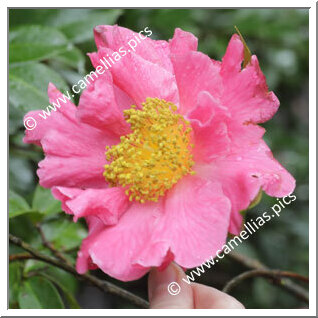 Camellia Hybride C.reticulata 'Pop Gee'
