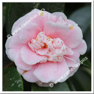 Camellia Japonica 'Principe Alberto'