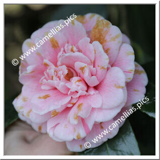 Camellia Japonica 'Principe Alberto'