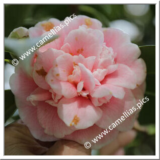 Camellia Japonica 'Principe Alberto'